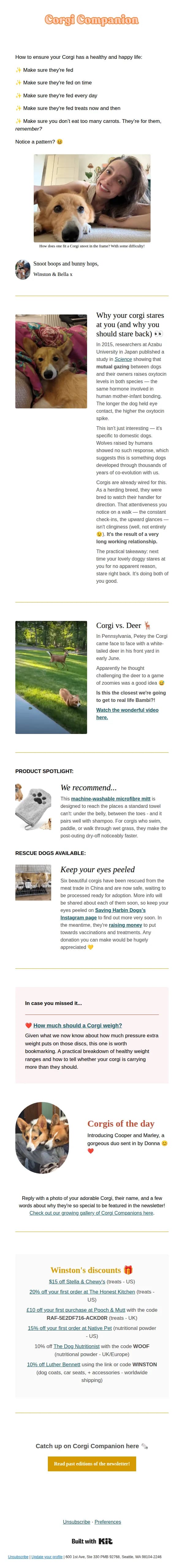 Corgi Companion email: Corgi vs. Deer 🦌